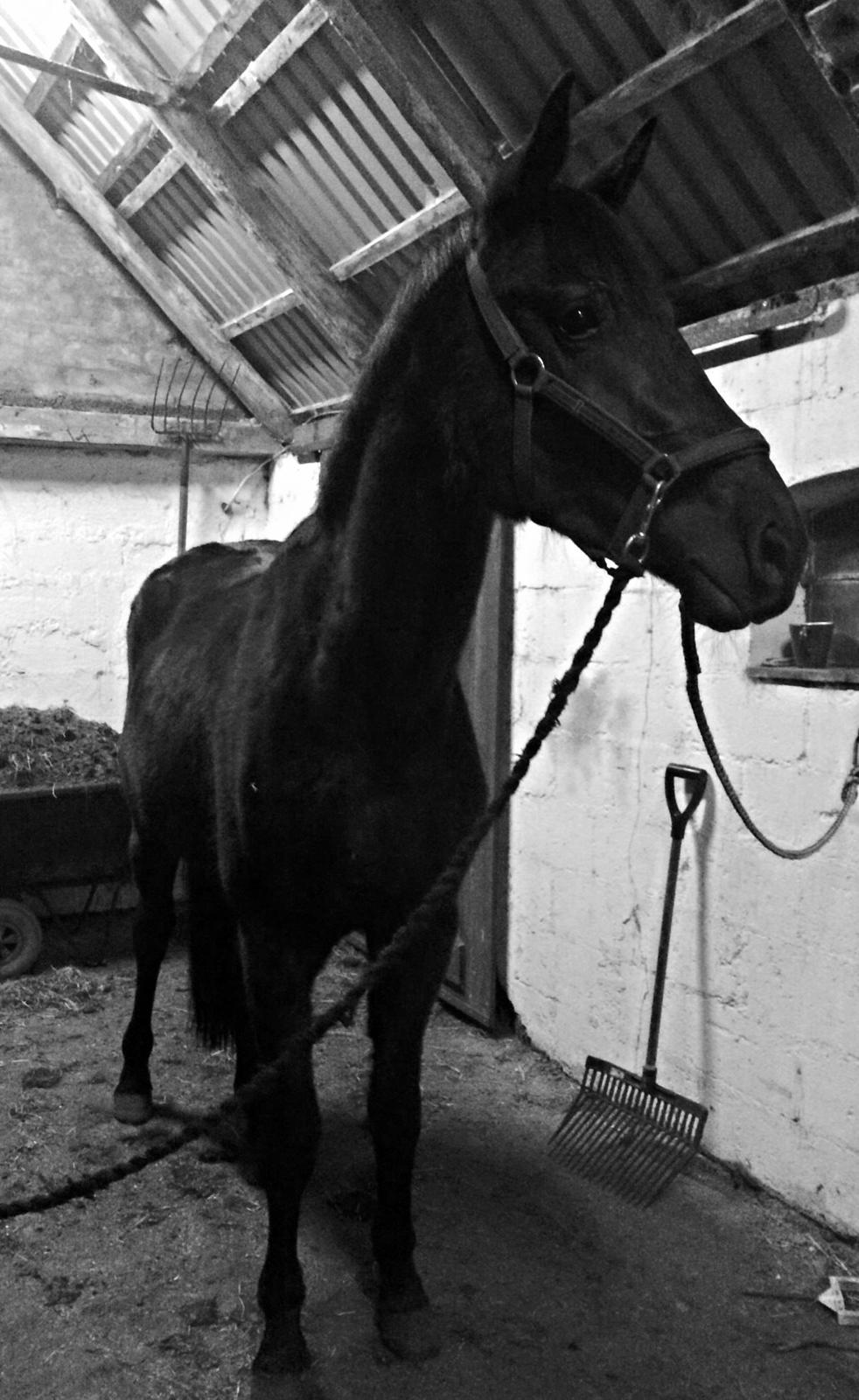 Dansk Varmblod Imhoff's freedom - på staldgange hun så dygtigt baby hest  :)  billede 11