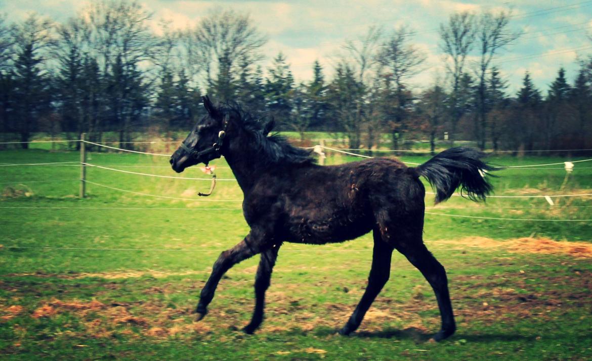 Dansk Varmblod Imhoff's freedom - været hjemme ca. 14 dage  billede 16