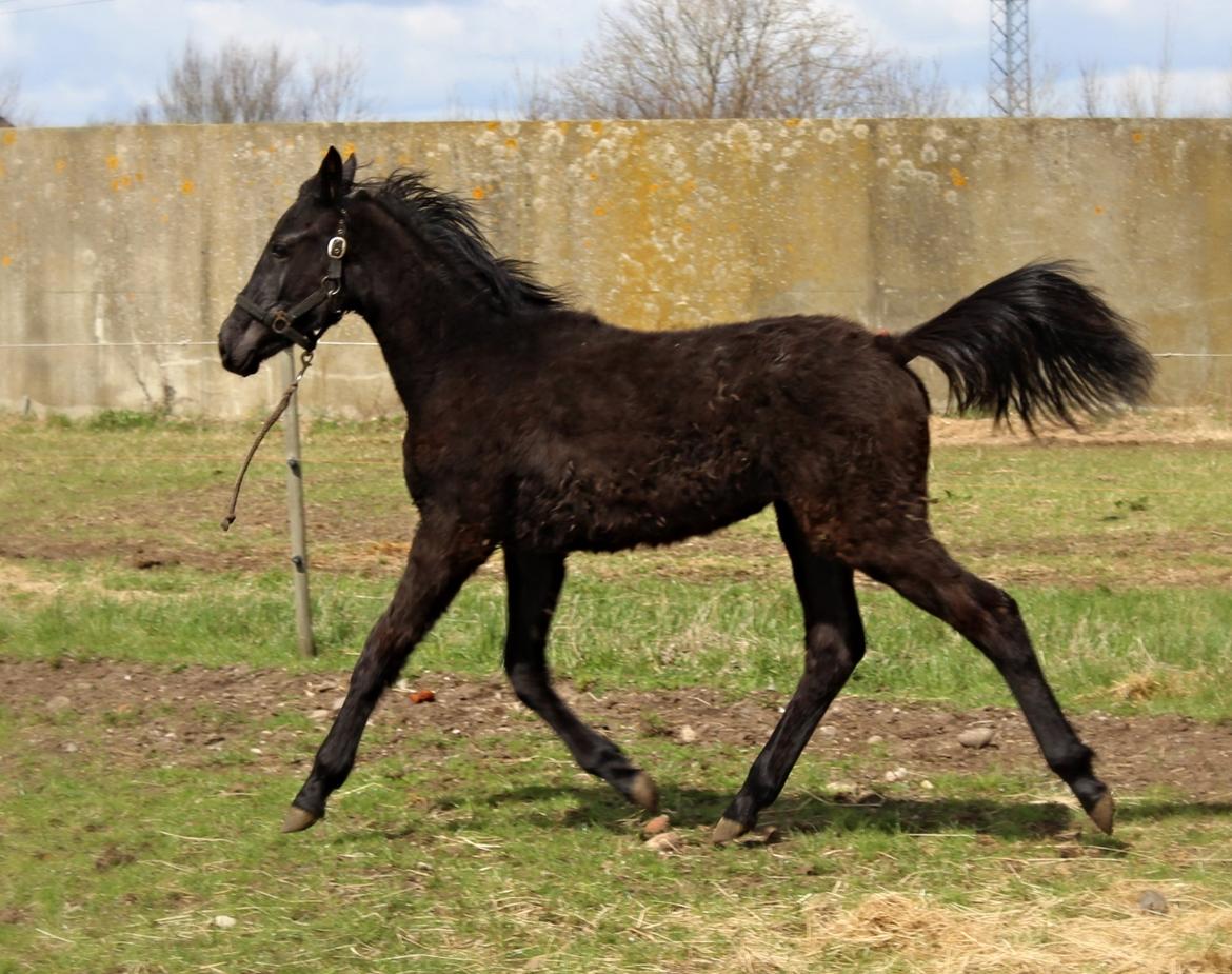 Dansk Varmblod Imhoff's freedom billede 15