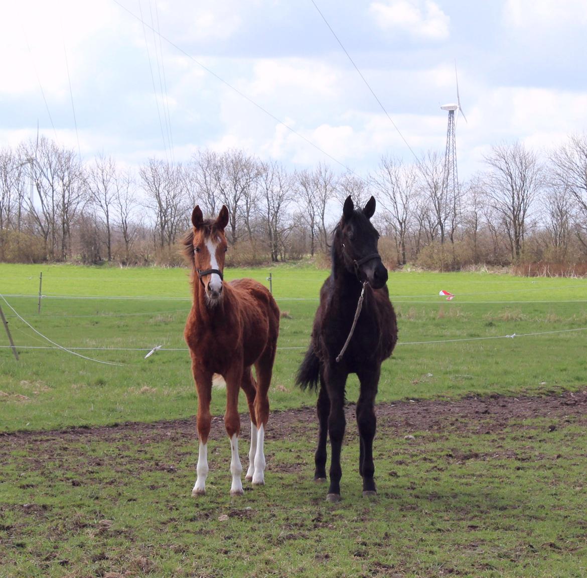Dansk Varmblod Imhoff's freedom -  Halv søster Foxy lady (R.I.P.)  pot og pande <3  billede 14