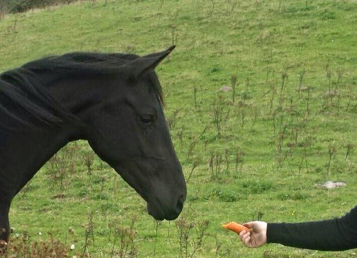 Dansk Varmblod Imhoff's freedom billede 13