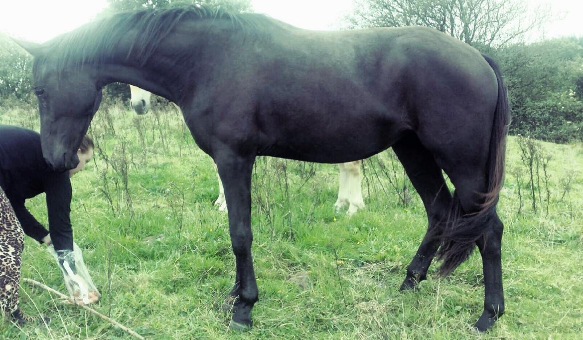 Dansk Varmblod Imhoff's freedom - sensommer 2014  billede 2