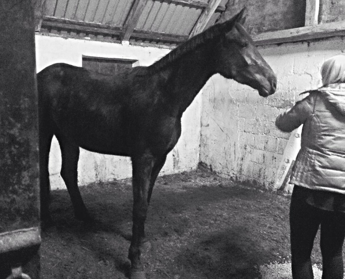 Dansk Varmblod Imhoff's freedom - vinter 2014  billede 8