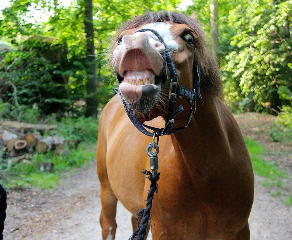 Anden særlig race Cornelius junior - SMILL billede 5