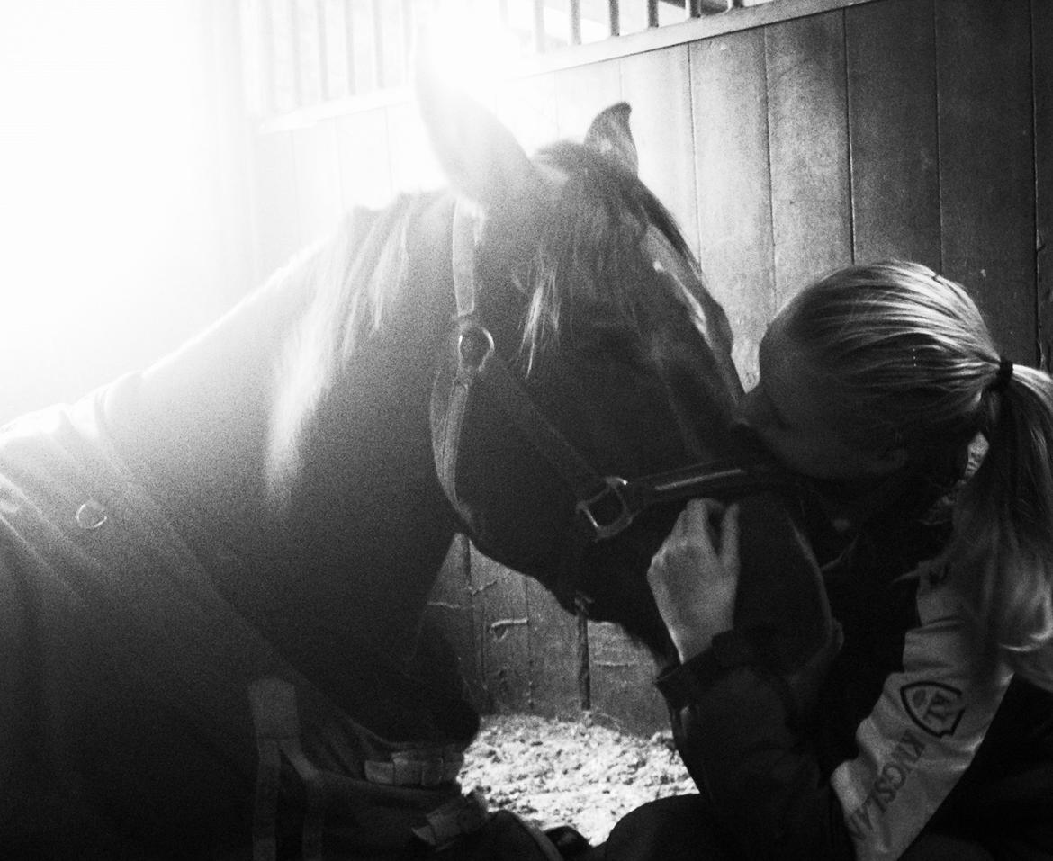 Dansk Varmblod Carsiaz Himmelhest billede 8