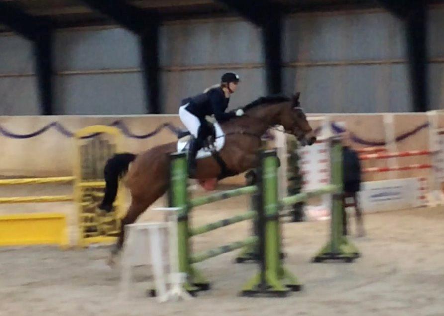 Hollandsk Varmblod Quiben Z - LA* 115 landsstævne Hedensted billede 4