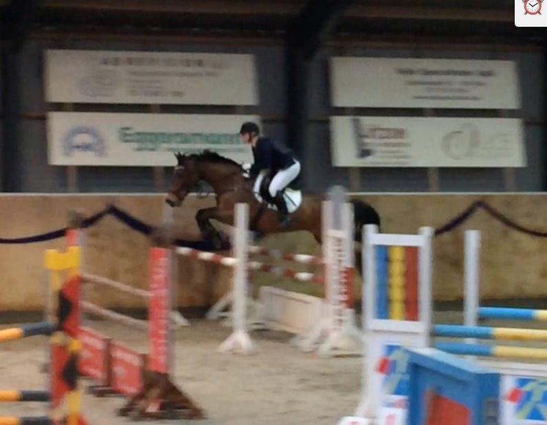 Hollandsk Varmblod Quiben Z - LA* landsstævne Hedensted  billede 3