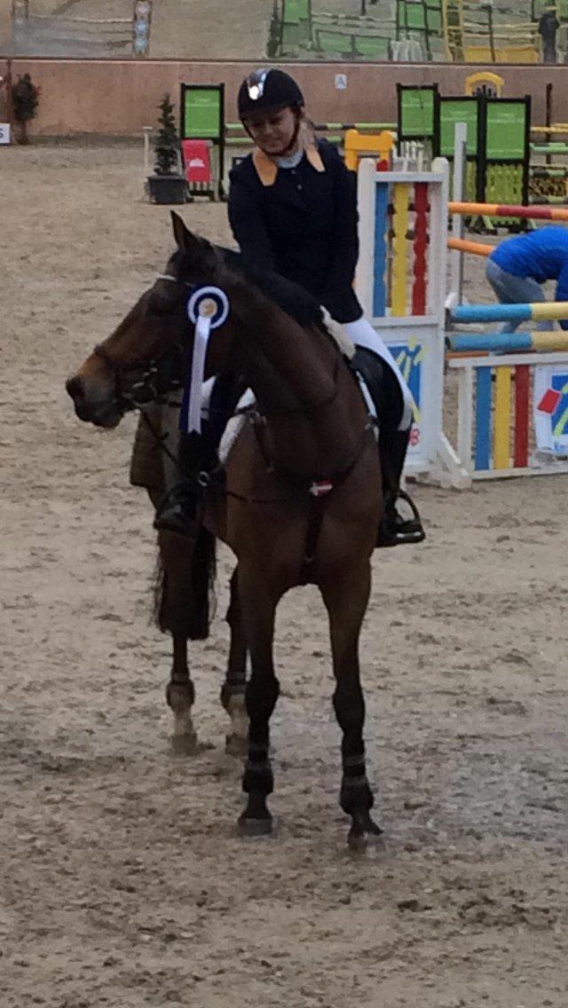 Hollandsk Varmblod Quiben Z - 2. plads i LA* 115 til vores 2. landsstævne billede 1