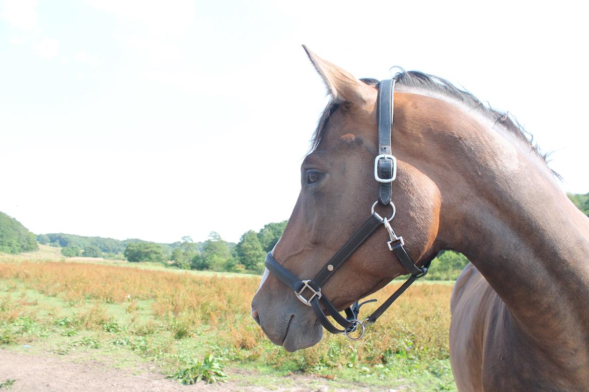 Dansk Varmblod Kiara ''Soulmate'' - *-* billede 2