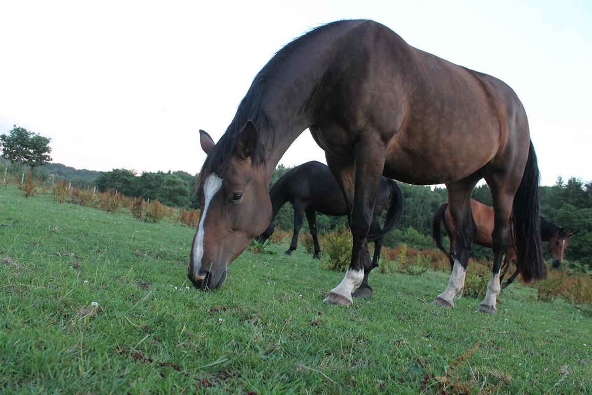 Dansk Varmblod Kiara ''Soulmate'' billede 5