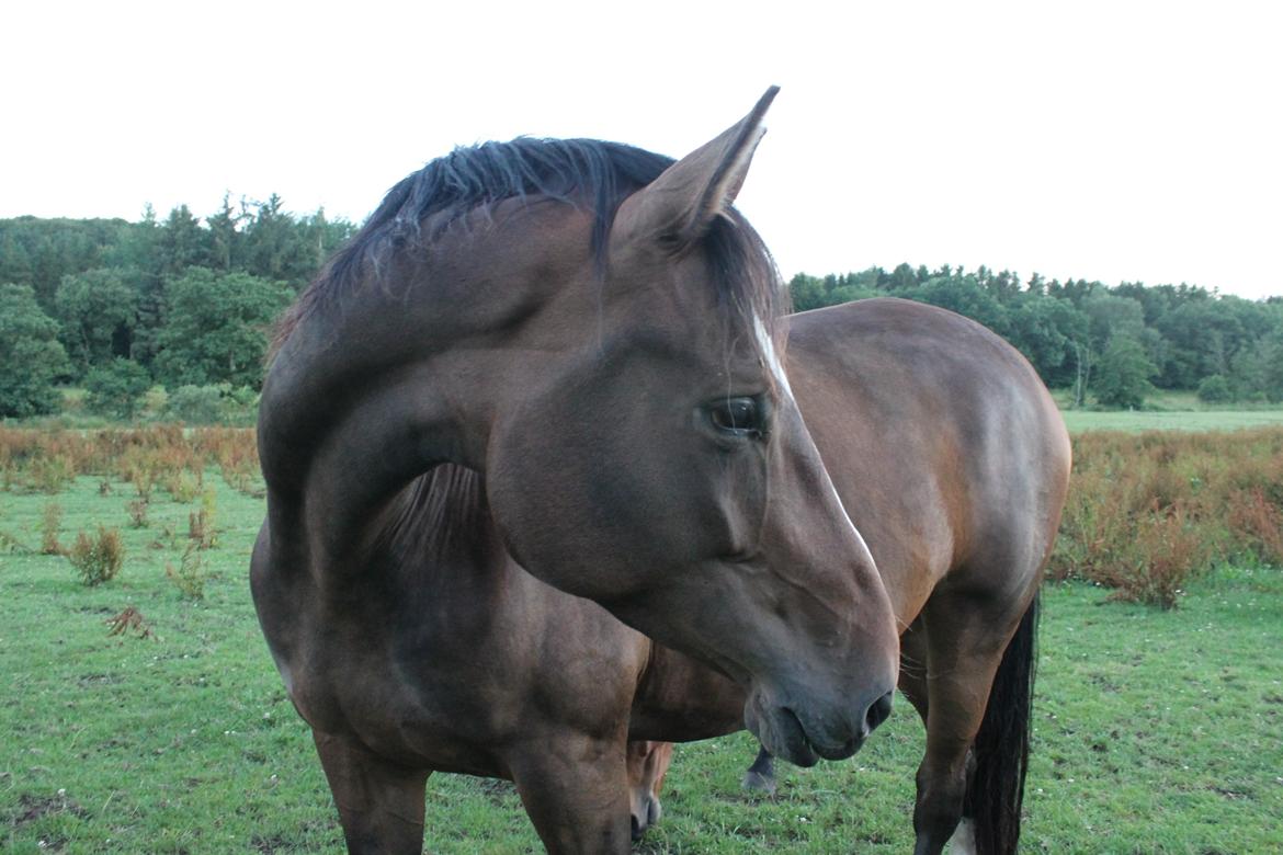 Dansk Varmblod Kiara ''Soulmate'' - Velkommen til Kiara's profil. Verdens smukkeste! :') 
Foto: Mig billede 1
