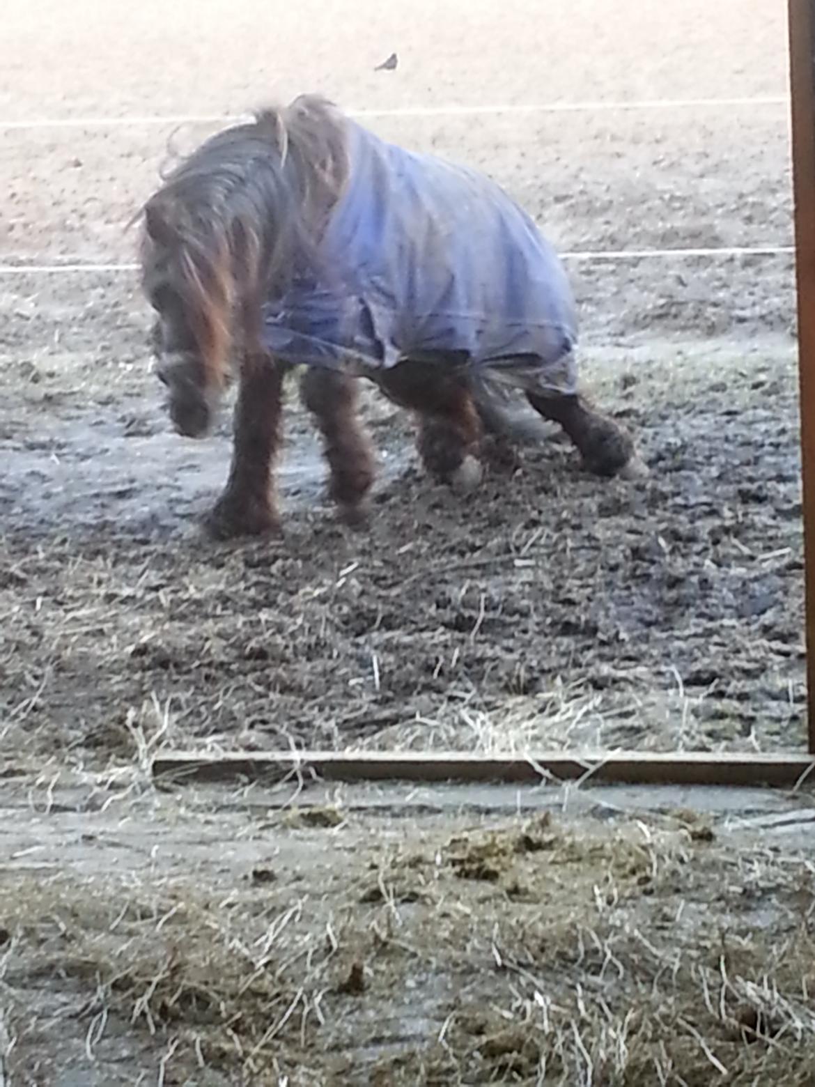 Anden særlig race Engtoft mille (RIP) billede 4