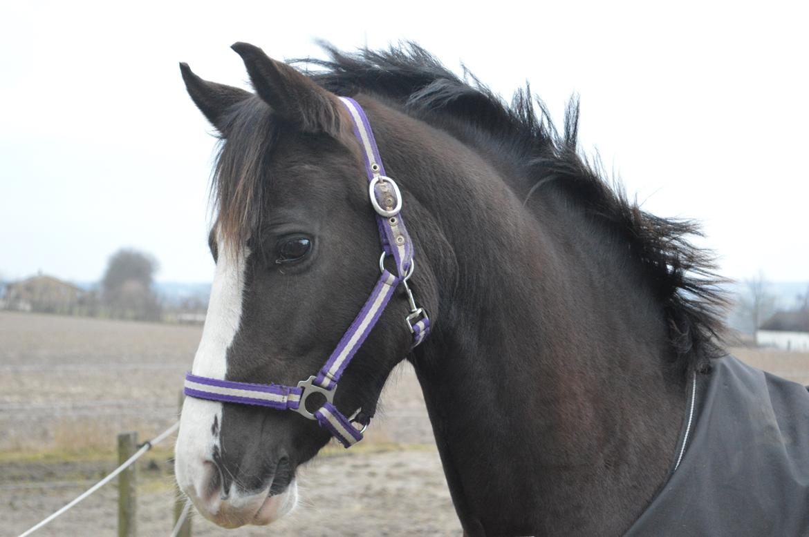 Anden særlig race Lady Guenevere billede 3