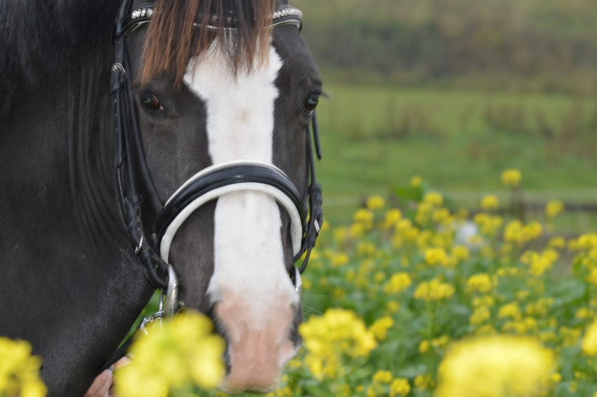 Anden særlig race Lady Guenevere billede 2