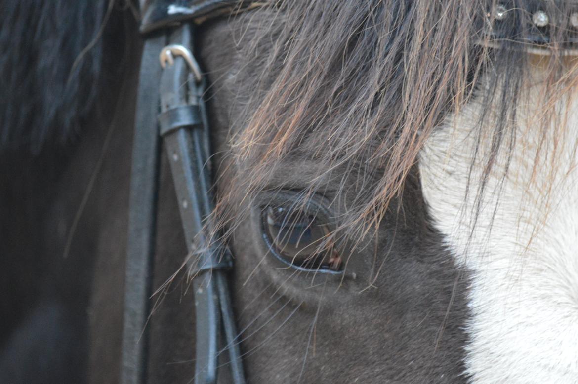 Anden særlig race Lady Guenevere billede 1