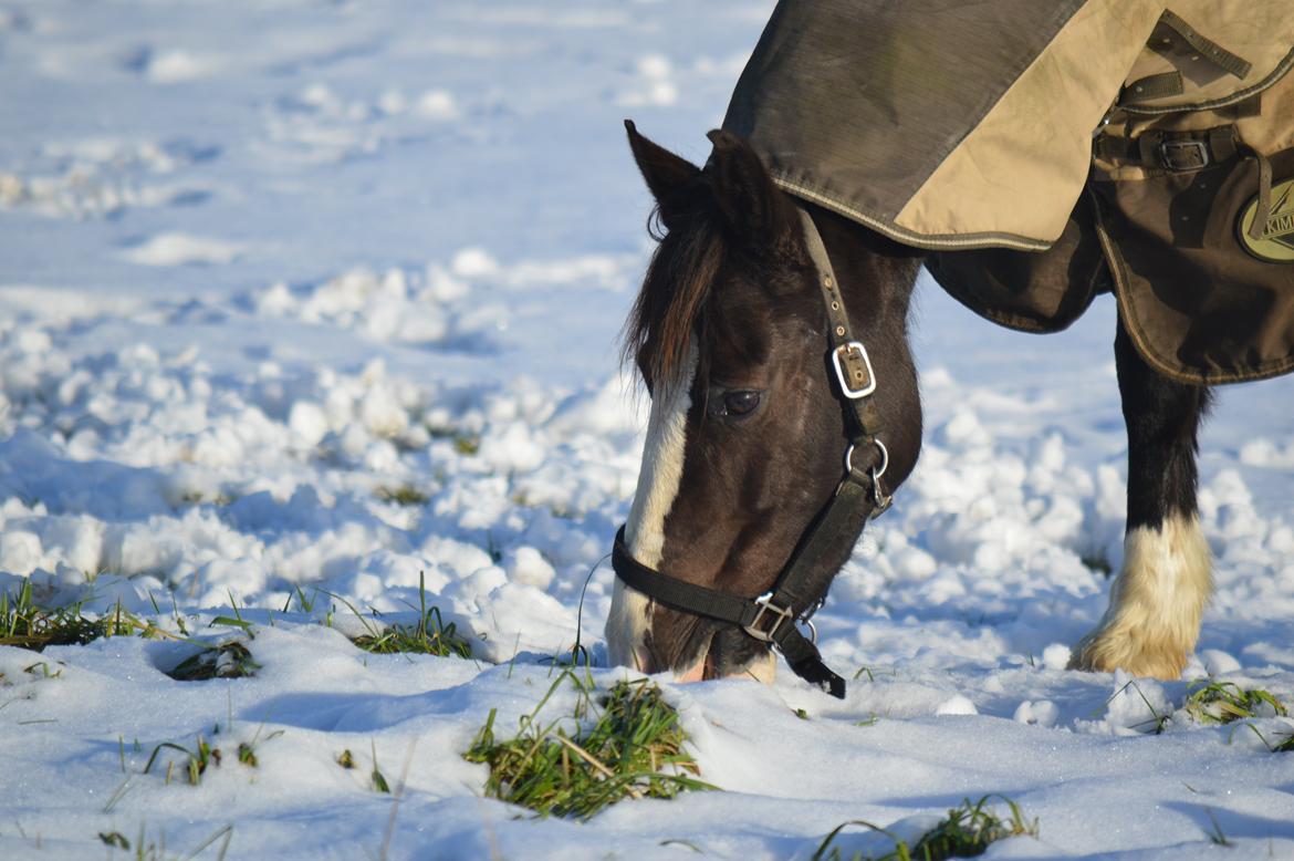 Anden særlig race Lady Guenevere billede 4