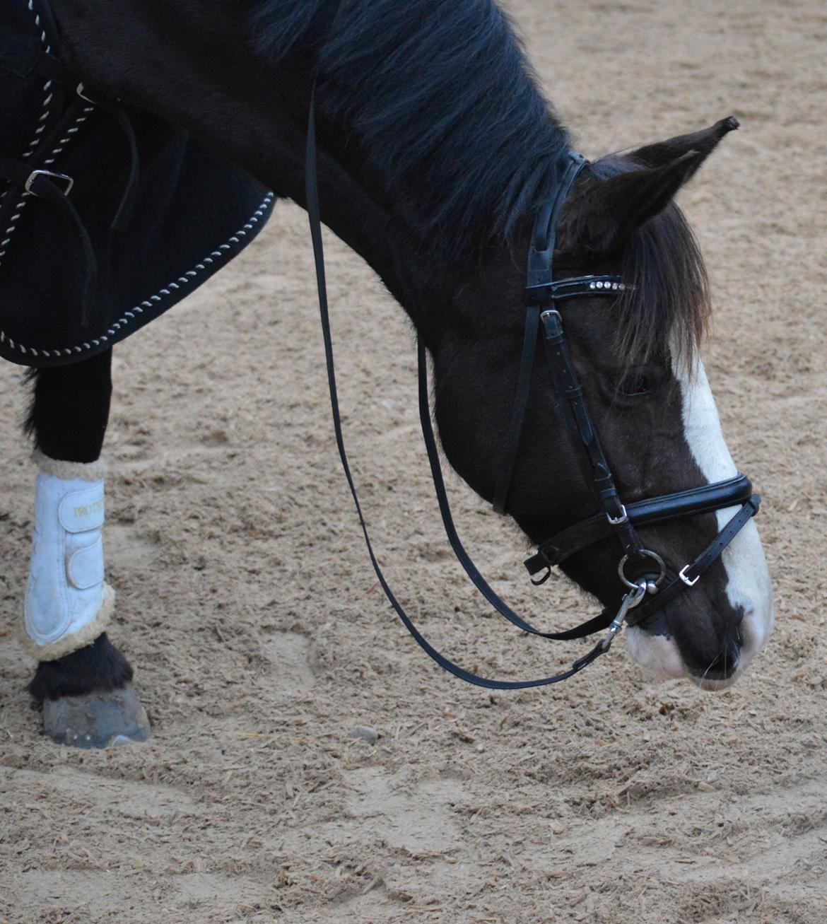 Anden særlig race Lady Guenevere billede 7