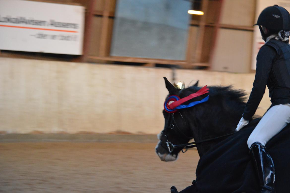 Anden særlig race Lady Guenevere billede 8