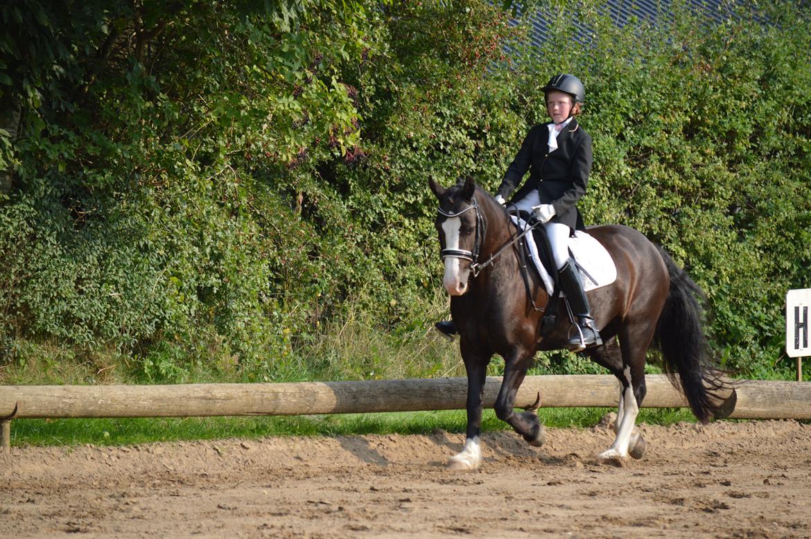 Anden særlig race Lady Guenevere billede 11