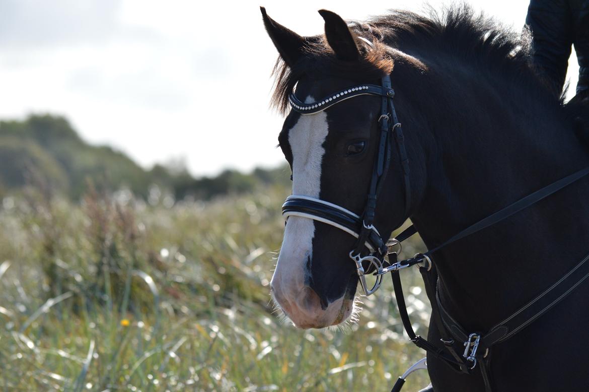 Anden særlig race Lady Guenevere billede 13