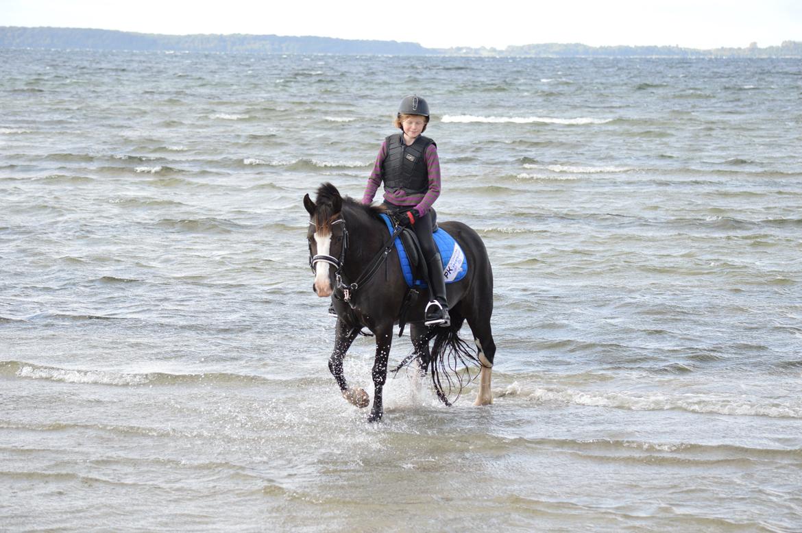 Anden særlig race Lady Guenevere billede 15