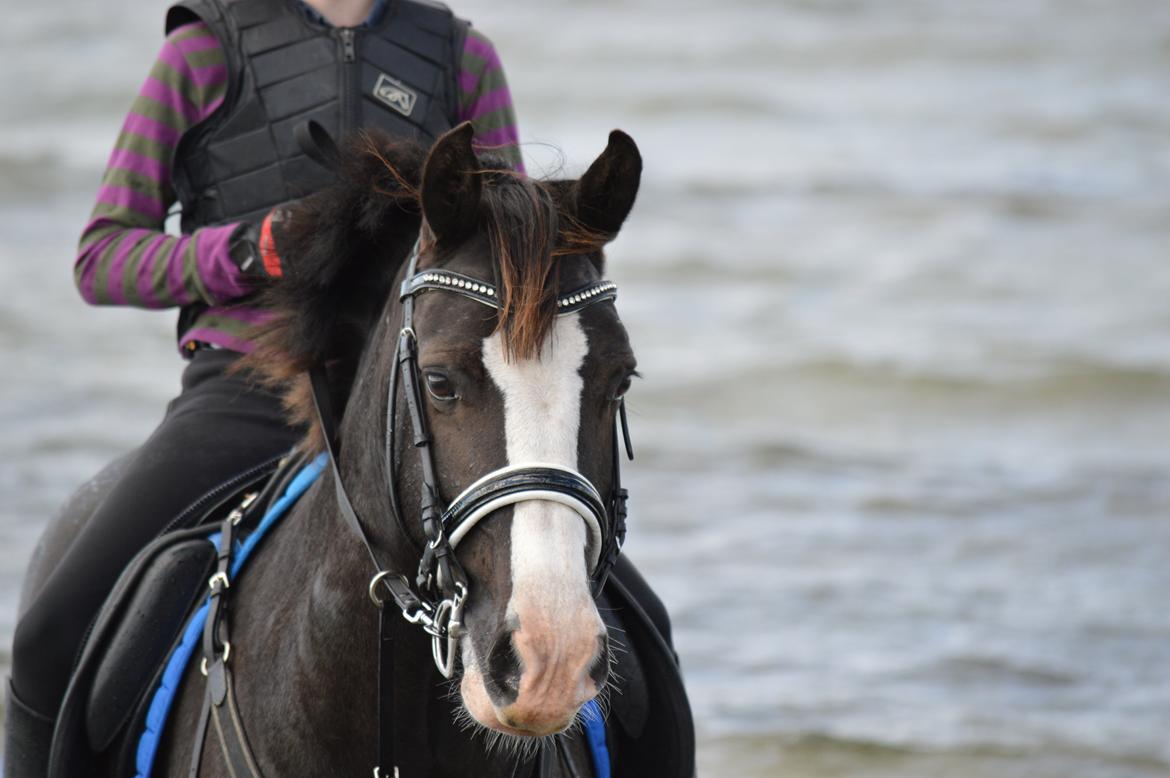 Anden særlig race Lady Guenevere billede 16