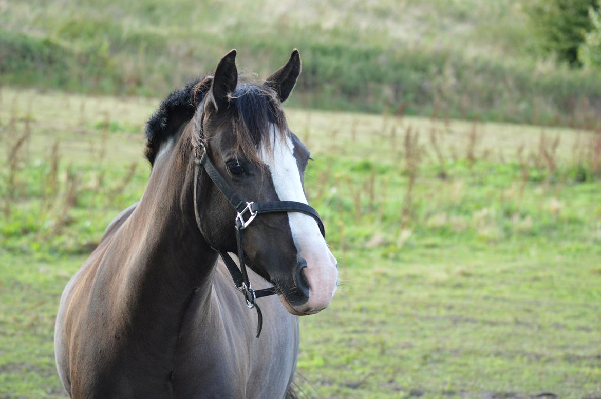 Anden særlig race Lady Guenevere billede 18