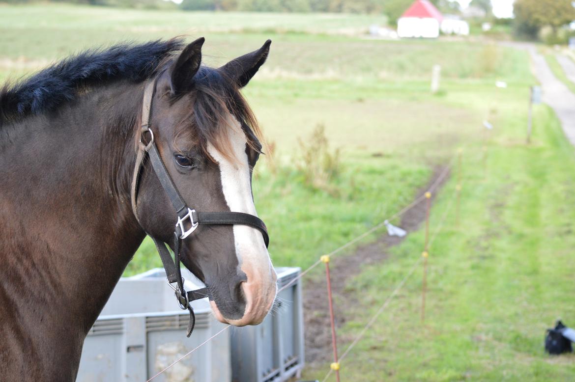 Anden særlig race Lady Guenevere billede 19
