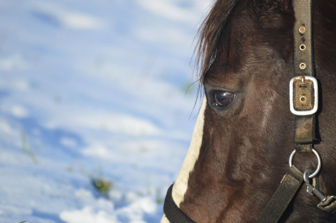 Anden særlig race Lady Guenevere billede 5