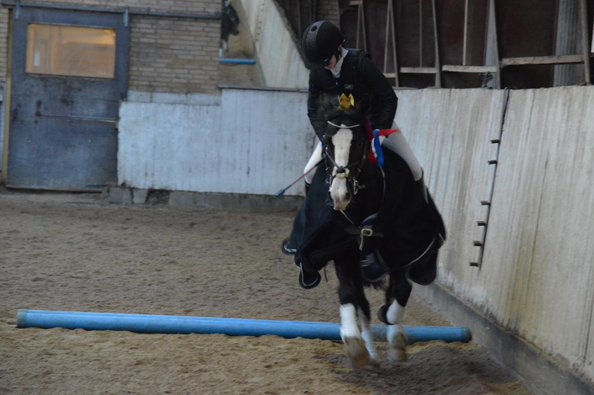 Anden særlig race Lady Guenevere billede 9