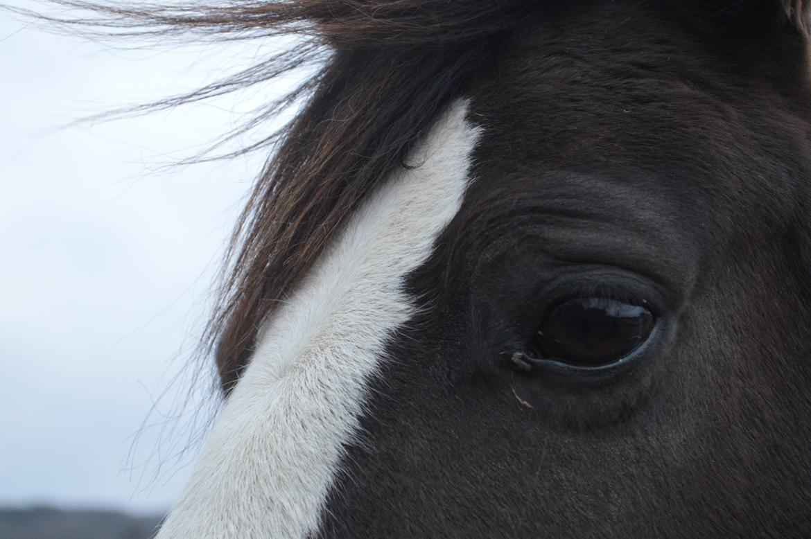 Anden særlig race Lady Guenevere billede 20