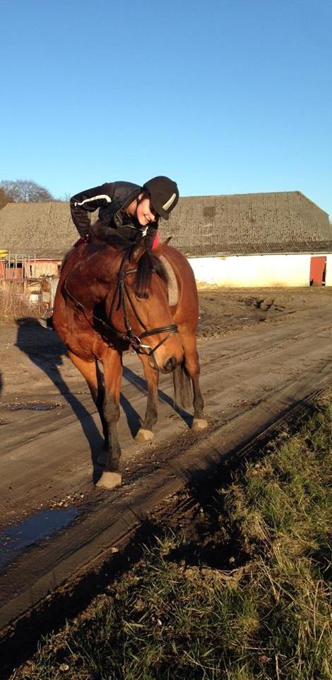 Anden særlig race Mason billede 14