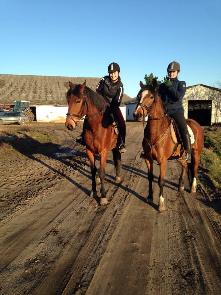 Anden særlig race Mason billede 17