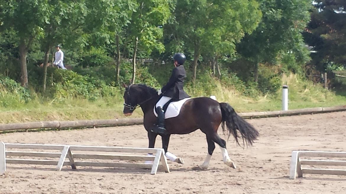 Anden særlig race Lady Guenevere billede 28