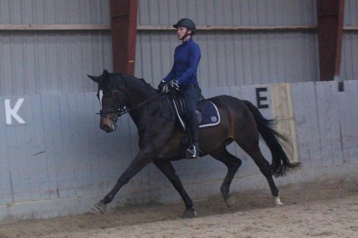 Dansk Varmblod Lillemarkens Cirkeline - Hyp hyp  billede 9