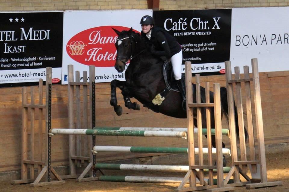 Hollandsk Varmblod Coberlina T billede 8