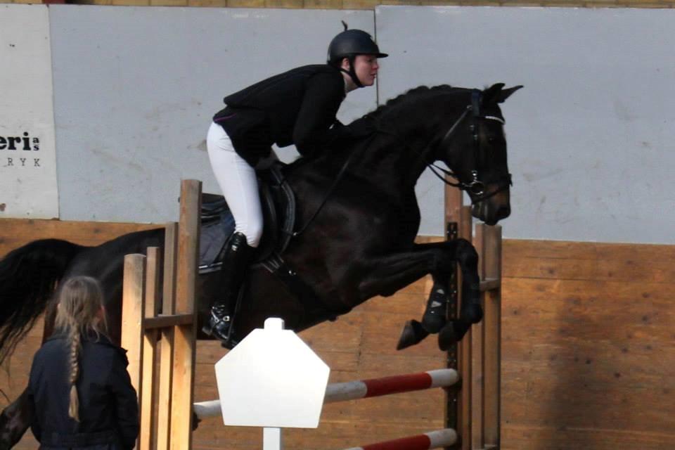 Hollandsk Varmblod Coberlina T billede 12