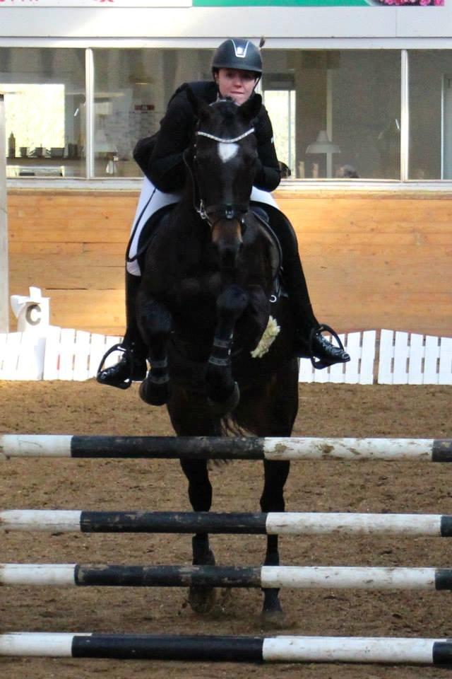 Hollandsk Varmblod Coberlina T billede 5