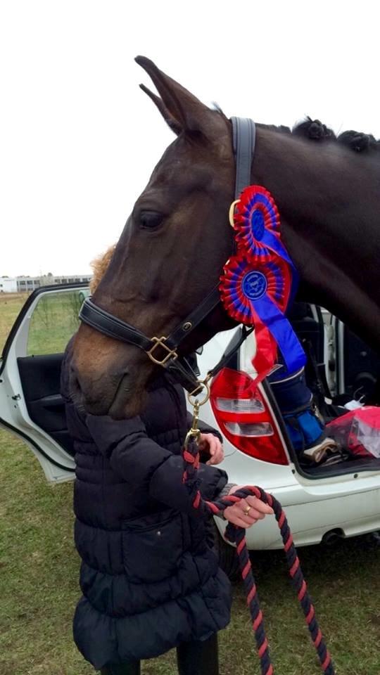 Hollandsk Varmblod Coberlina T billede 7