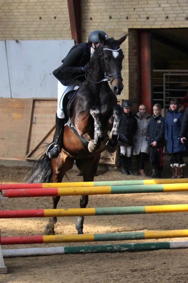 Hollandsk Varmblod Coberlina T billede 11