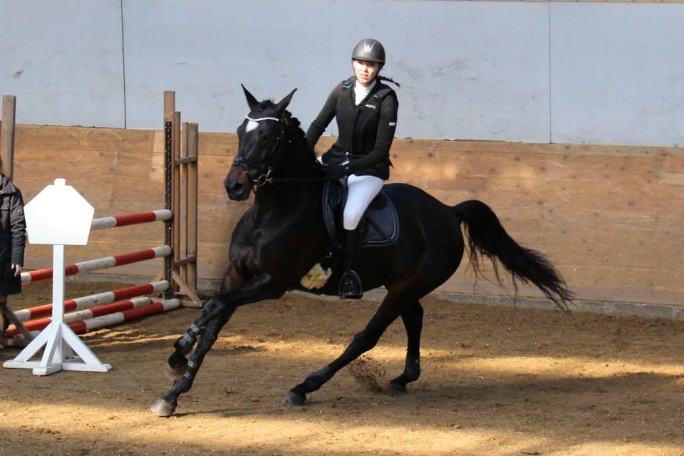 Hollandsk Varmblod Coberlina T billede 6