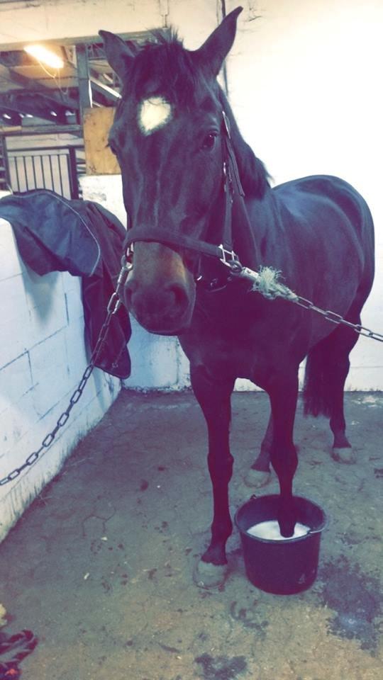 Hollandsk Varmblod Coberlina T billede 13