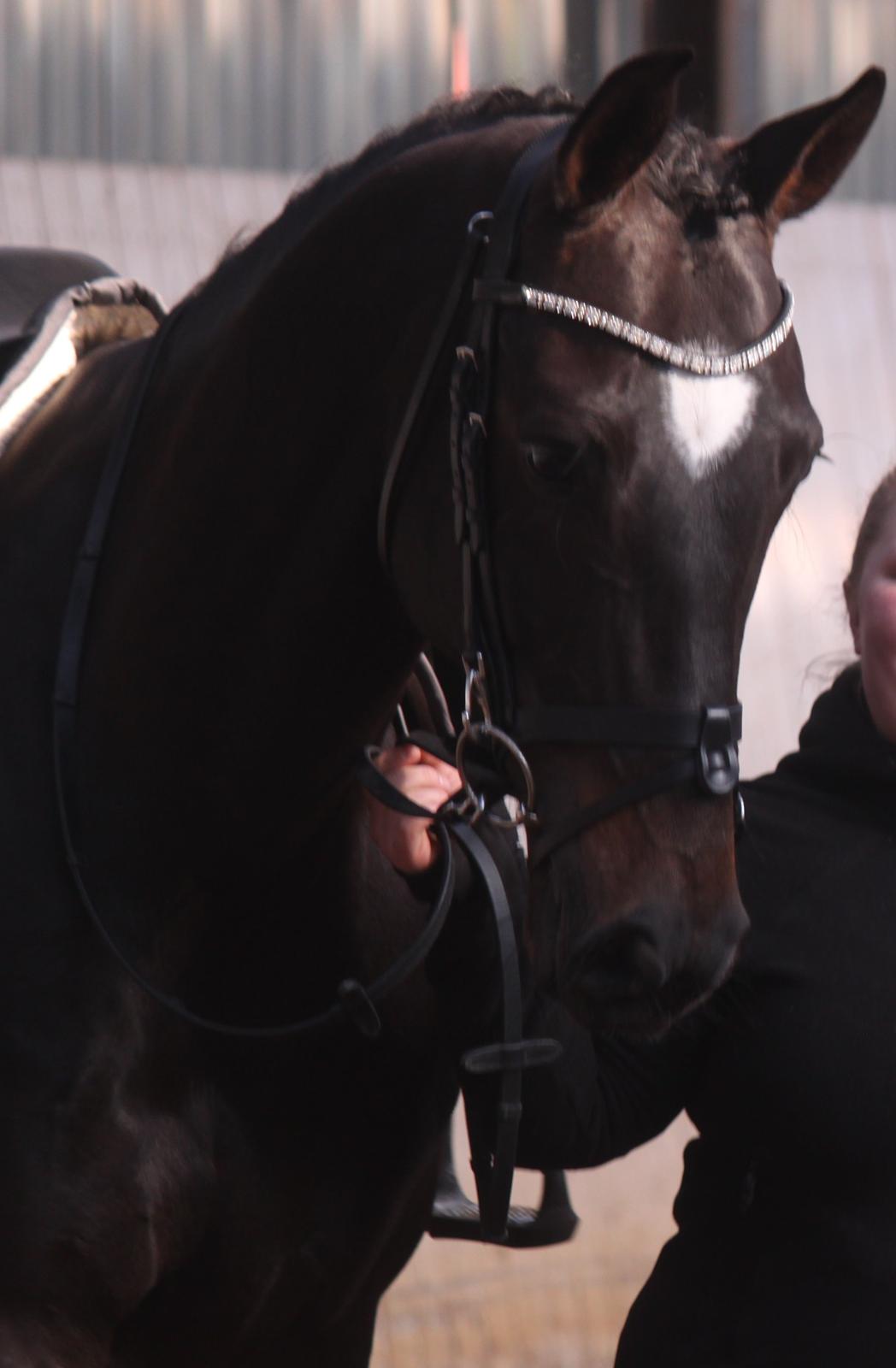 Hollandsk Varmblod Coberlina T billede 4