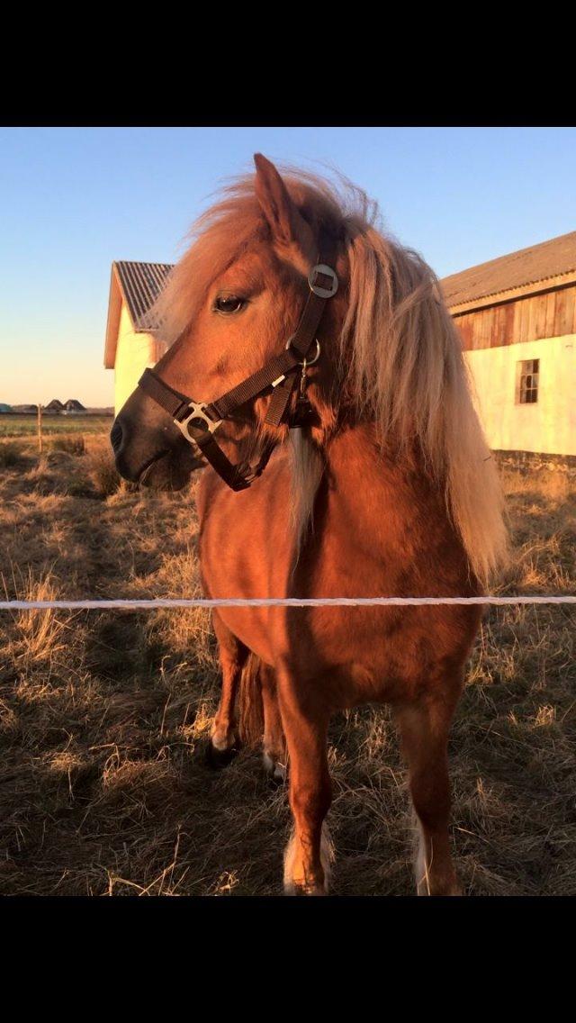 Shetlænder Svingelbro's Little Miss English Muffin billede 2