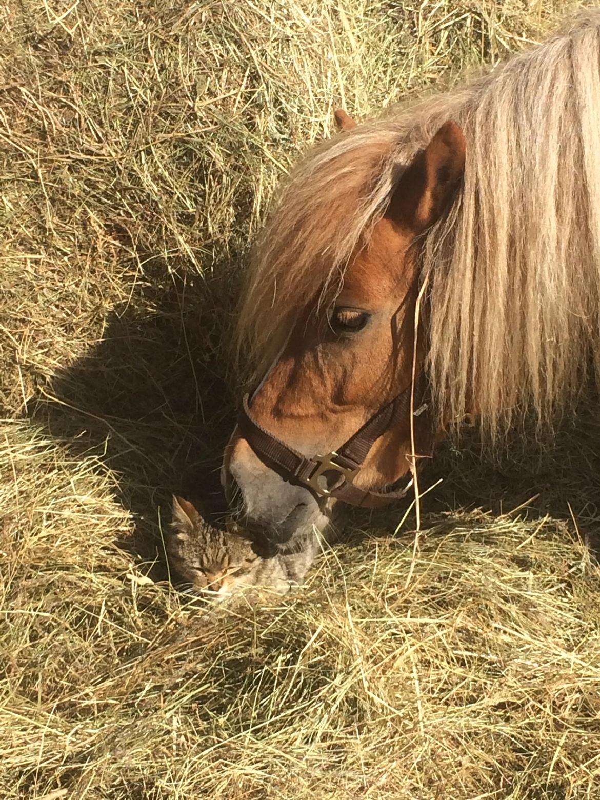Shetlænder Svingelbro's Little Miss English Muffin billede 1