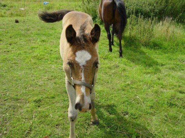 Oldenborg "Korsløkkens" Markus - Markus som baby hest :) billede 21