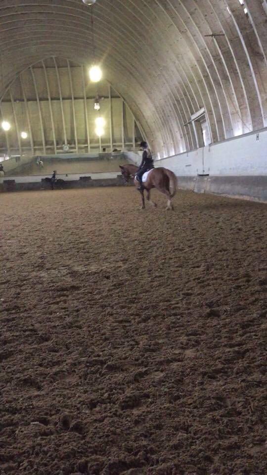 Tysk Sportspony Verdi billede 17