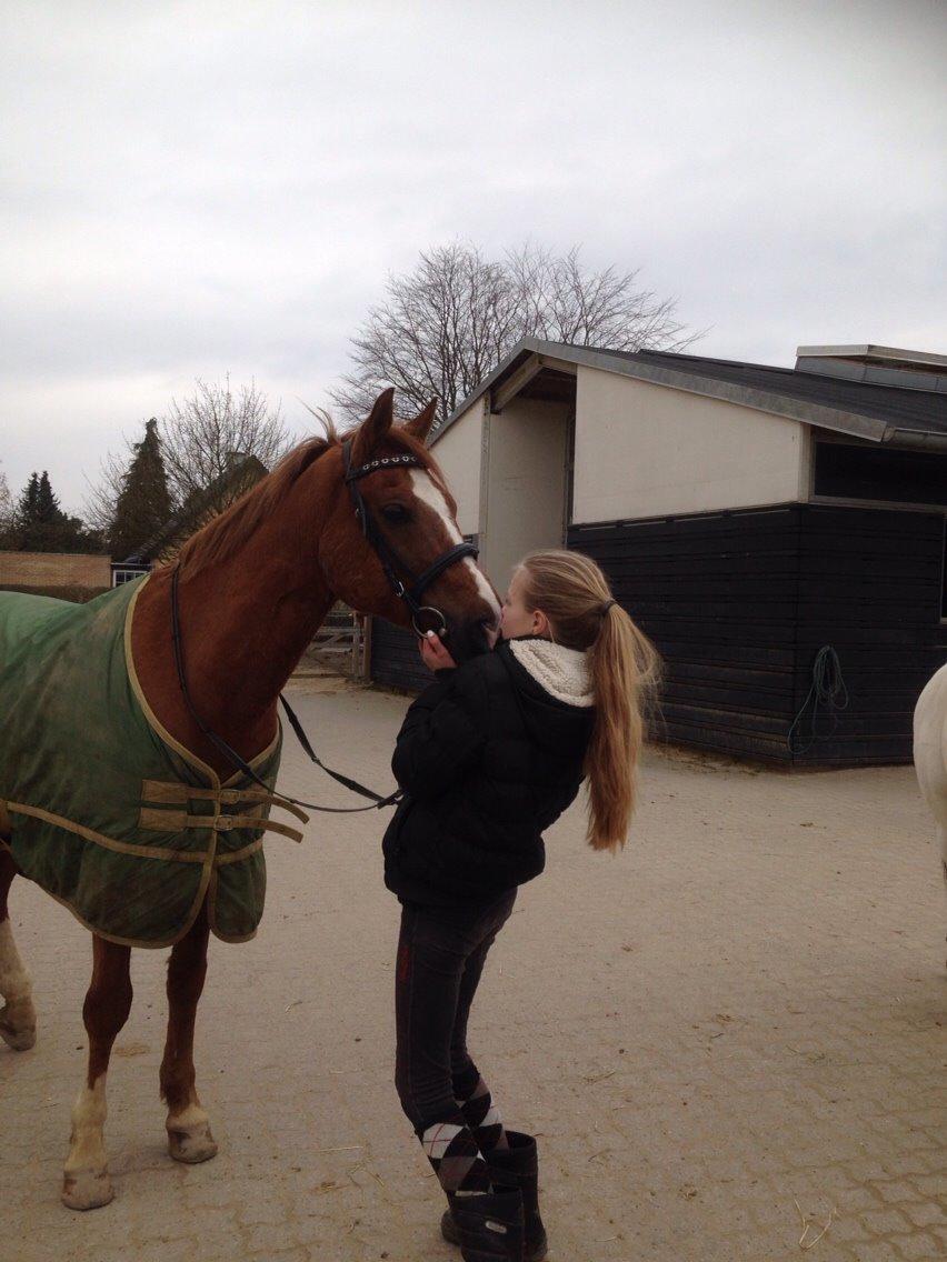 Tysk Sportspony Verdi billede 16