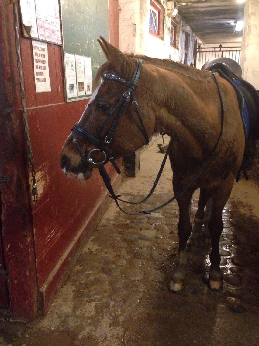 Tysk Sportspony Verdi billede 18