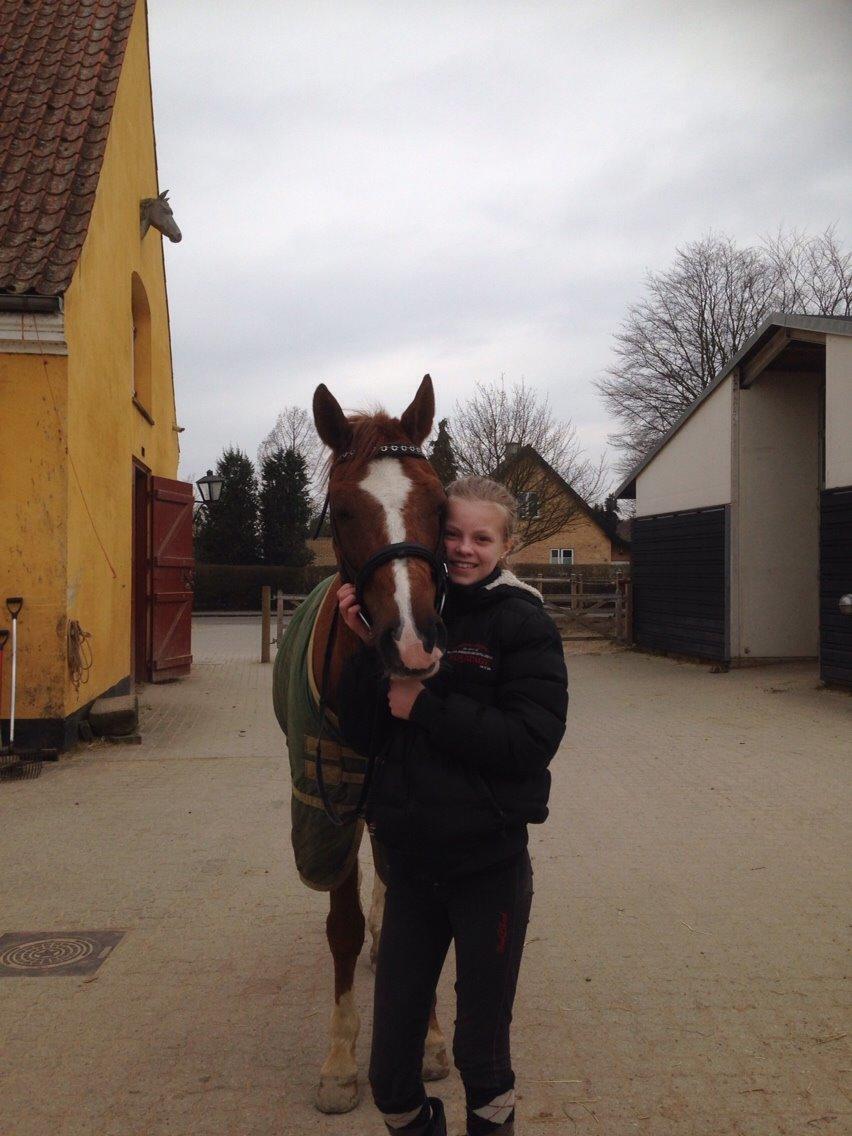 Tysk Sportspony Verdi billede 19